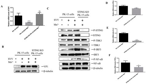 A Non-Nucleotide STING Agonist MSA-2 Synergized with Manganese in ...