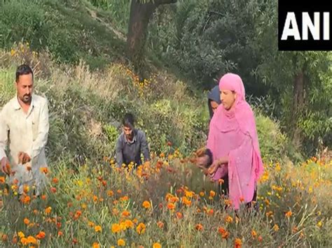 J-K: Local farmer in Katra turns flower farming into business venture ...