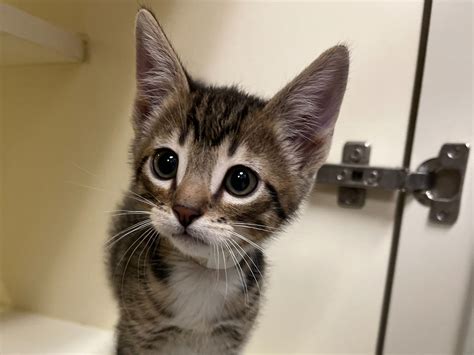 Donate Now — Wenatchee Valley Humane Society