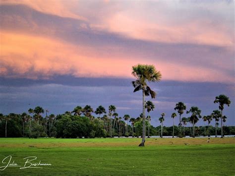 WILD LLANOS TOURS AND SAFARIS (2025) All You Need to Know BEFORE You Go ...