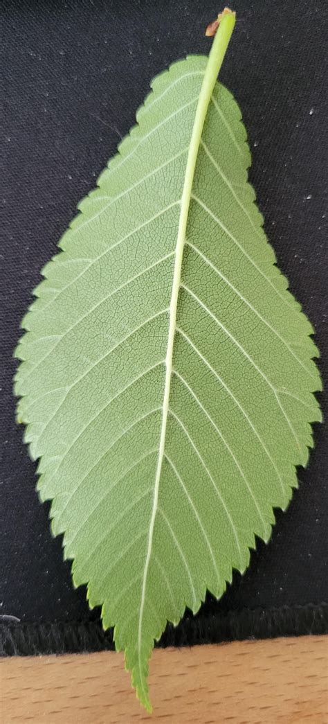 Identify Elm Tree 的图像结果