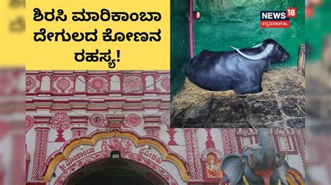 Sirsi Marikamba Temple Buffalo: ಮಾರಿಕಾಂಬೆಯ ಪಟ್ಟದ ಕೋಣ! ಇದು ಬಾಹುಬಲಿಗಿಂತ ...