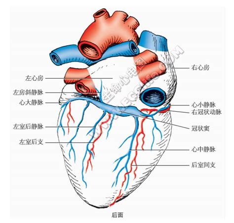 【附图】 心脏血管组成分布图,外形图(后面) _心脏解剖学 | 天山医学