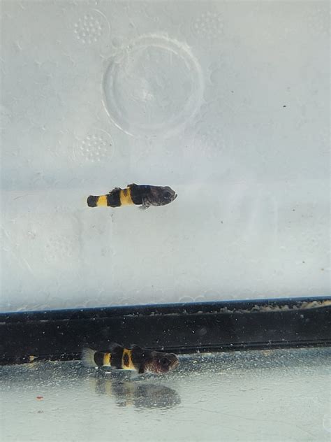 Bumble Bee Goby - Brachygobius doriae - Buy Live Fish online | Online ...