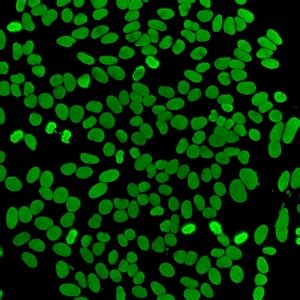 Image result for Homogeneous Pattern