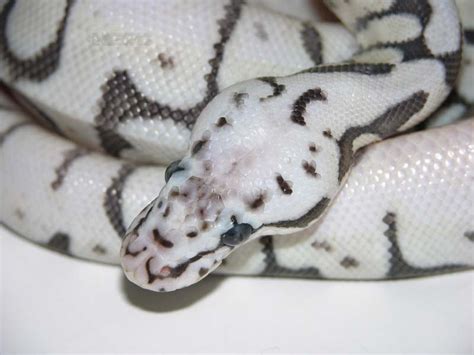 Image result for Killer Bee Axanthic Ball Python