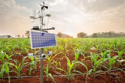 Weather station in corn field 5g technology with smart farming concept ...
