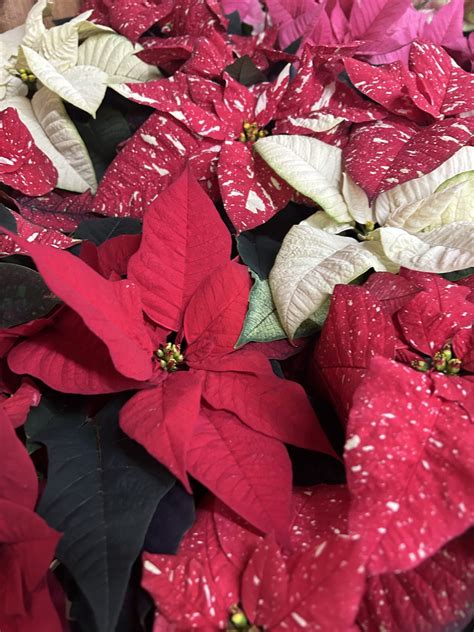 Plantcast - Valley Nursery Inc.