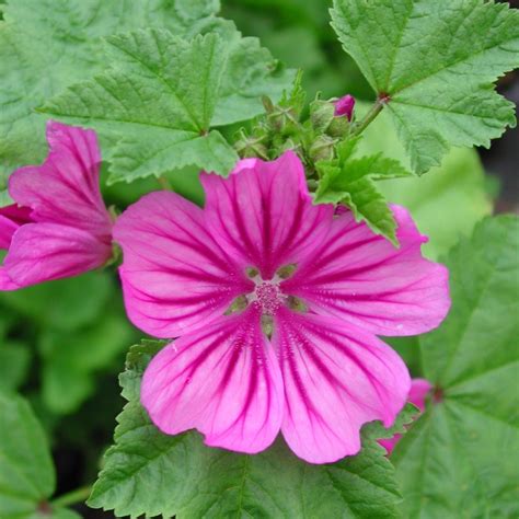 Malve - Malva sylvestris - Kräuterei - Bioland-Gärtnerei