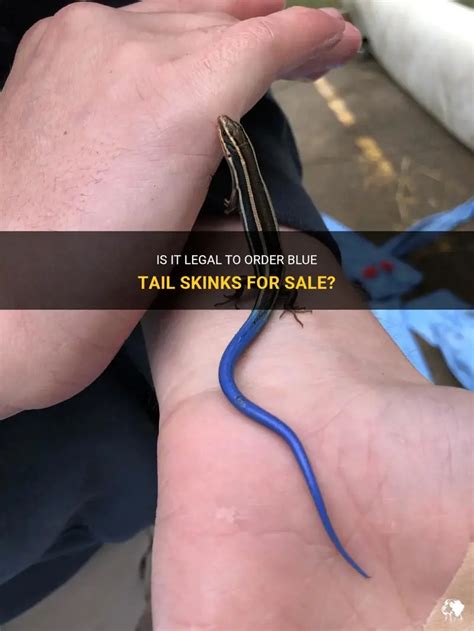 Is It Legal To Order Blue Tail Skinks For Sale? | PetShun