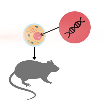 Mouse Model in Lab 的图像结果
