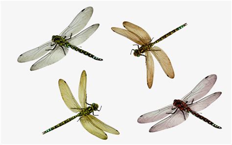 飞翔的蜻蜓元素素材下载-正版素材401133209-摄图网
