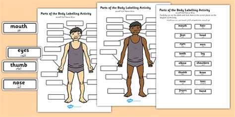 Body Parts Labelling Activity Arabic Translation - Twinkl