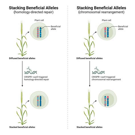 Gene vs. Allele: Definition and 11 Key Differences