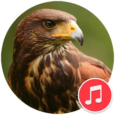 Image result for Hawk Predator Sounds