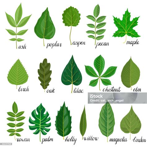 Tree 的图像结果