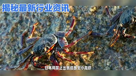 日本6月1日起禁售小龙虾!违者最高面临3年监禁 -6park.com