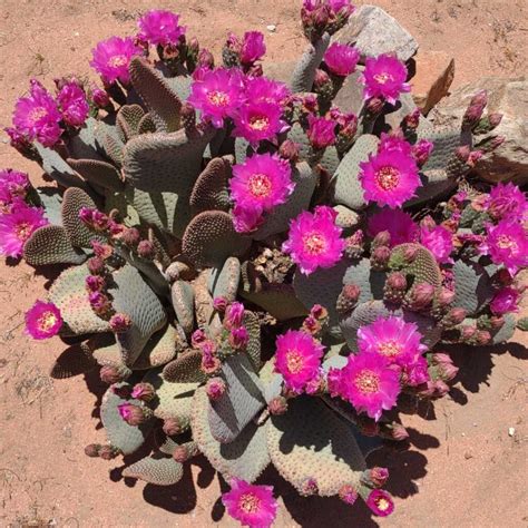 Plant Profile: Beavertail Cactus | Rick's Hobby Garage