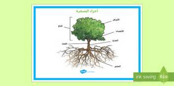 ملصق عرض حول أجزاء الشجرة - أجزاء، الشجرة، ملصق، عرض، وسائل، عرض، علوم ...