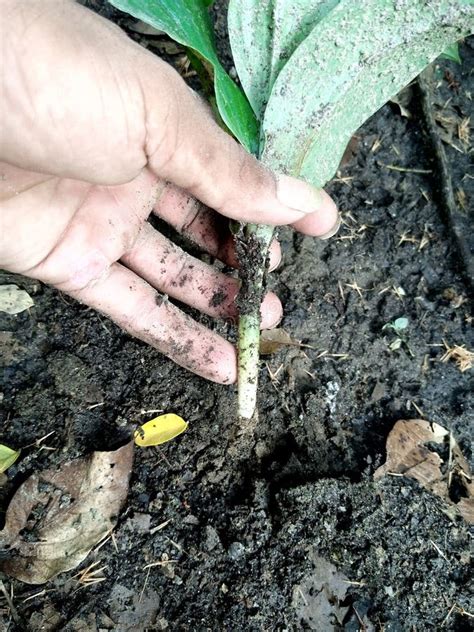 Image result for Uprooting Using Hands