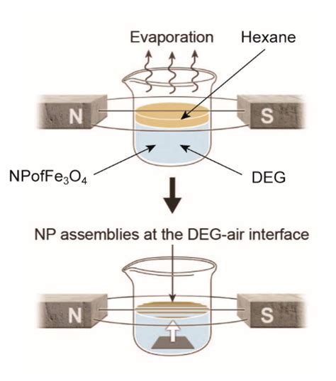 Сhiral and Racemic Fields Concept for Understanding of the ...