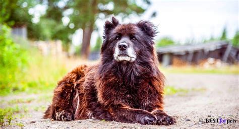 Caucasian Shepherd Dog Price In India (Dec 2024) - Best For Pets