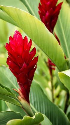 9 benefits of growing a bird of paradise plant