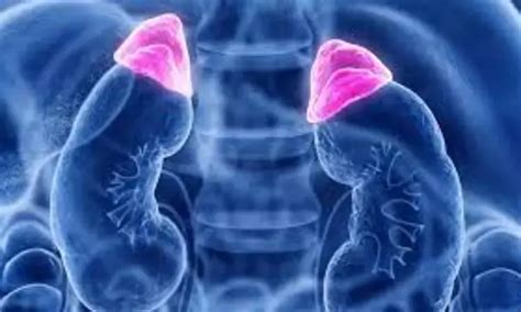 Adrenalectomy during radical nephrectomy may not improve survival in ...