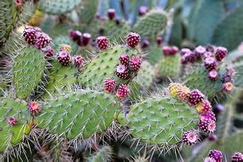 SelpLine | Nagphani/Nagfani Cactus Big Medicinal Live Plant Without Pot ...
