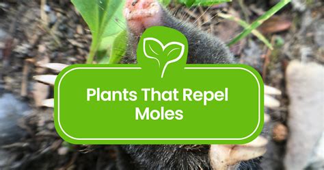 Repel Moles 的图像结果