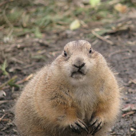 Image result for Dramatic Gopher