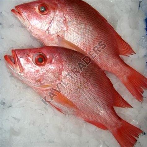 Frozen Red Snapper Fish Manufacturers and Exporters from Chennai