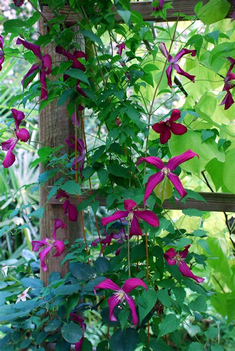 Flowering Vines, Climbers & Twiners - Flower Magazine
