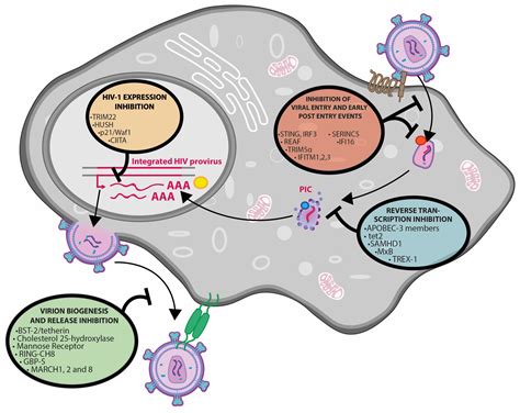 Host Restriction Factors Modulating HIV Latency and Replication in ...