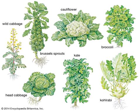 Broccoli History Broccoli An Overview | ScienceDirect Topics