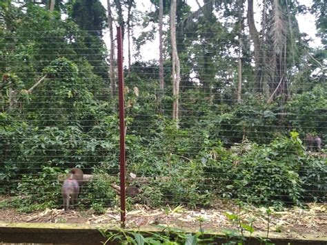 Mefou National Park (Yaounde) - 2019 What to Know Before You Go (with ...