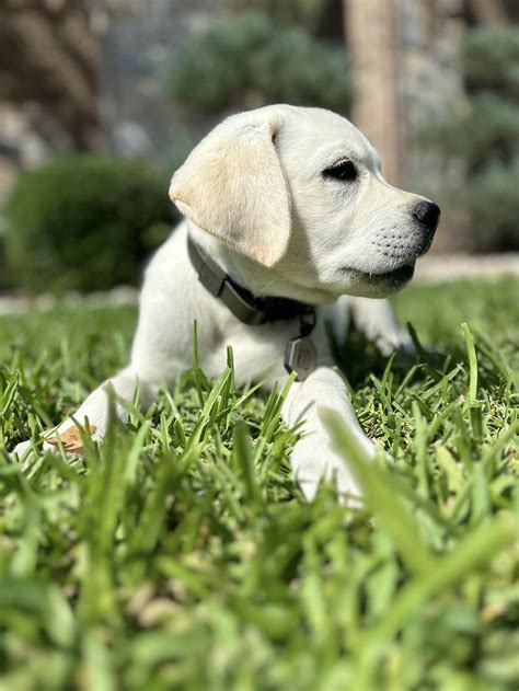 White Labrador Retriever Puppy