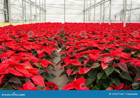 Greenhouse Red Poinsettia Christmas Flowers Stock Image - Image of ...