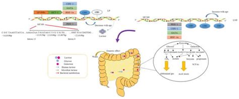 Advances in Low-Lactose/Lactose-Free Dairy Products and Their Production
