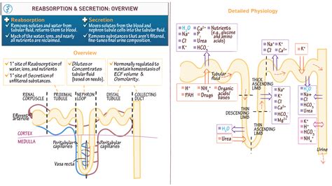 Excretion Vs Secretion