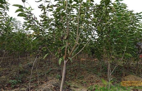 美早樱桃结果需要几年，附美早樱桃种植方法 - 农敢网