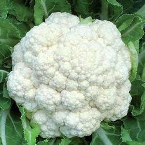 VibeX ® VMR-167 Phool Gobhi Vegetable Seeds Seed Price in India - Buy ...