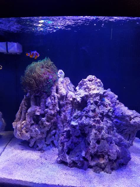 Image result for BioCube Filter Setup