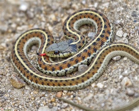 Image result for A Snake Using a Computer