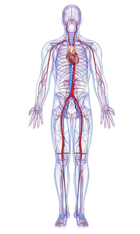 Image result for Cardiovascular System Drawing Easy
