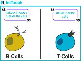 B Lymphocytes: Types, Functions, and Activation | Testbook.com