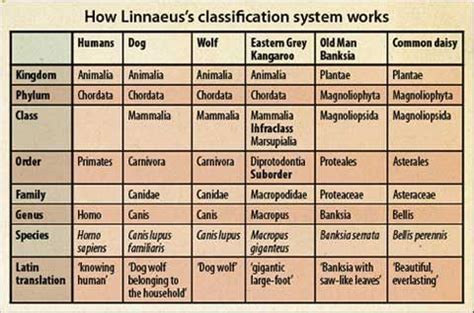 Image result for Carolus Linnaeus Classification System