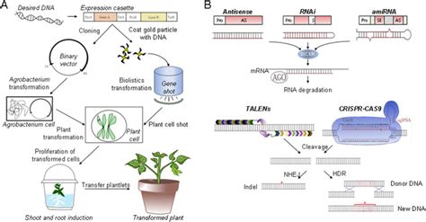 Plant Biotechnology 的图像结果
