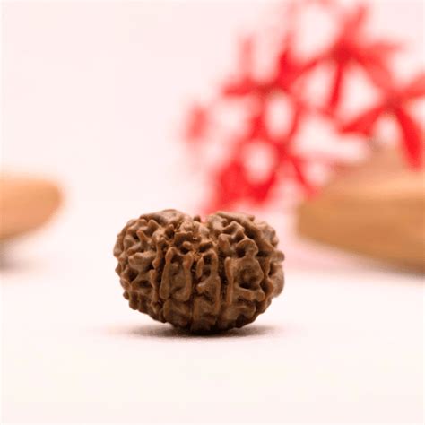 9 Mukhi Nepali Rudraksha - Regular – Adiyogi Rudraksh & Adiyogi Gemstones