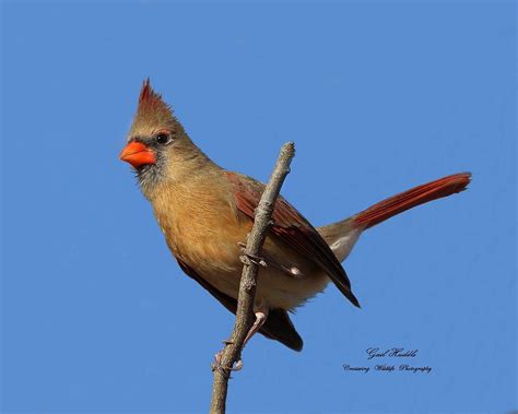 Huddle Cold 的图像结果